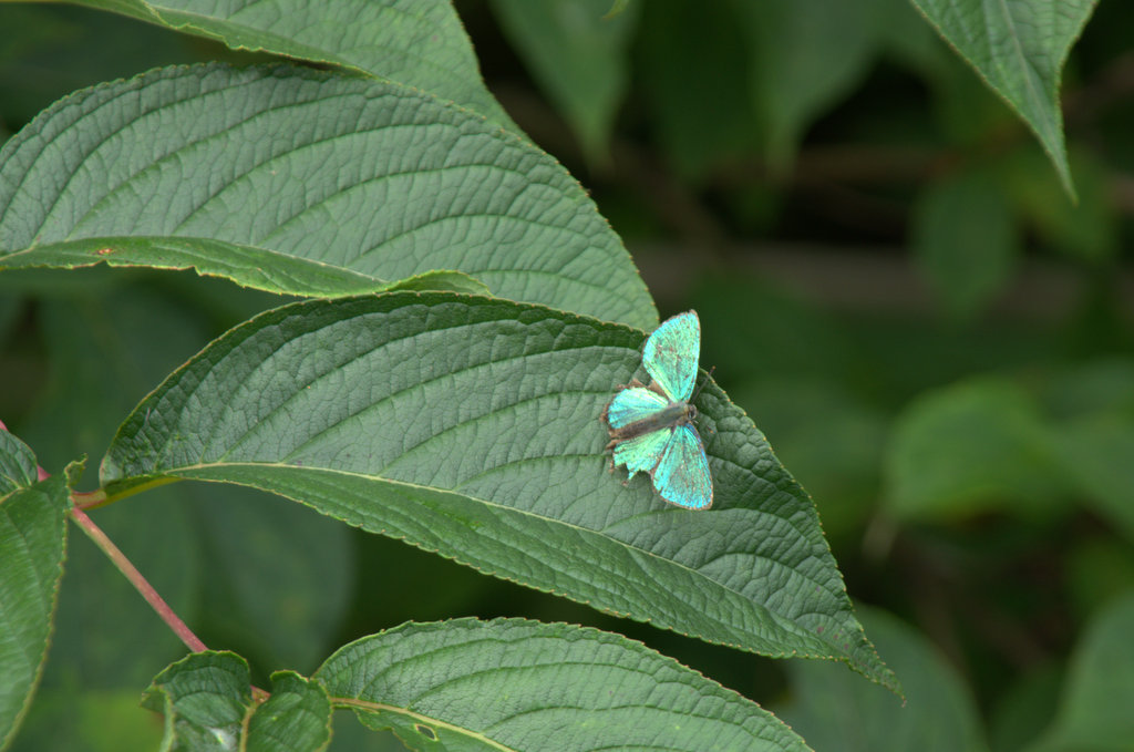d0098057_83903.jpg