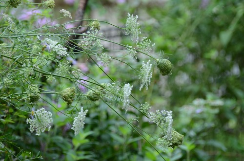 c0186463_1148573.jpg