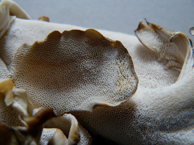 d0019074_15392533.jpg