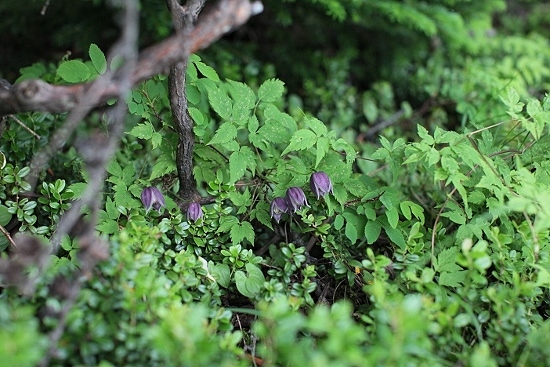 e0209997_1055255.jpg