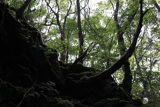 e0209997_1174730.jpg