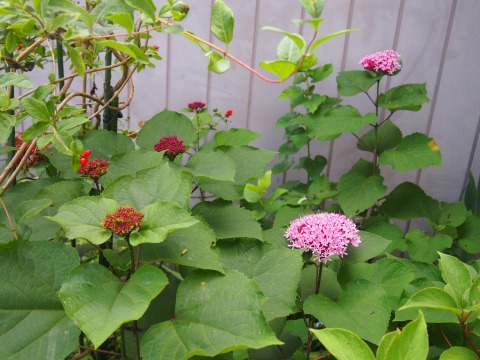 c0117007_13434747.jpg