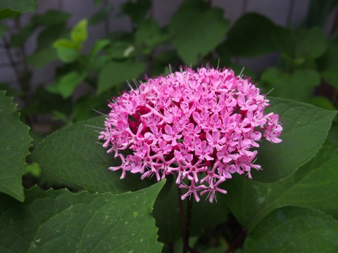c0117007_1344560.jpg