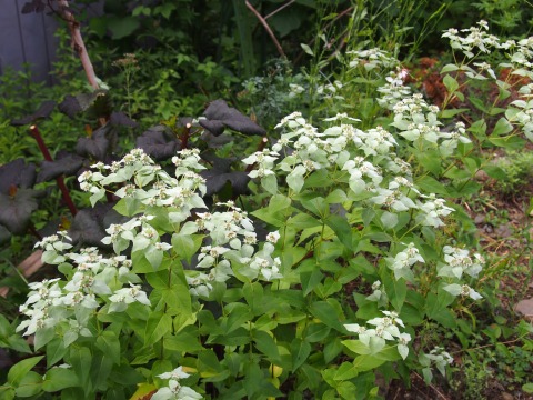 c0117007_13494387.jpg