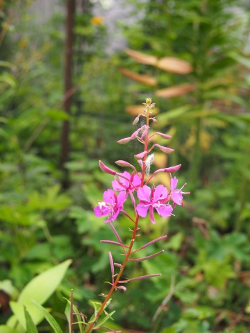 c0117007_13535555.jpg