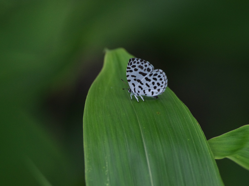 f0160222_20125459.jpg