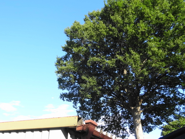 e0016828_11233719.jpg