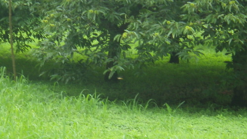 c0300035_1038045.jpg