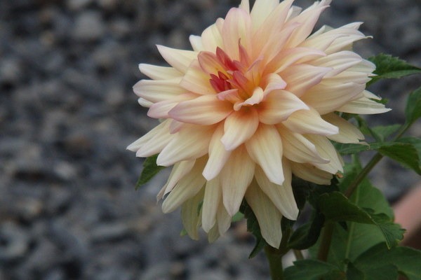 a0054240_19591218.jpg