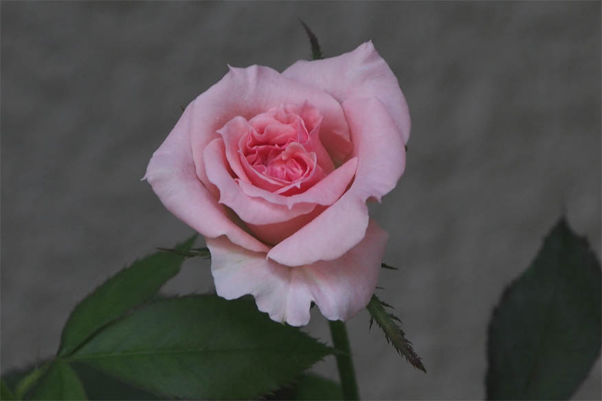 d0317548_6151050.jpg