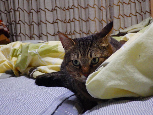 a0159490_14382323.jpg