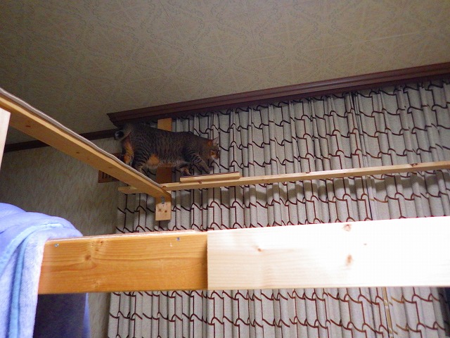 a0159490_15491771.jpg