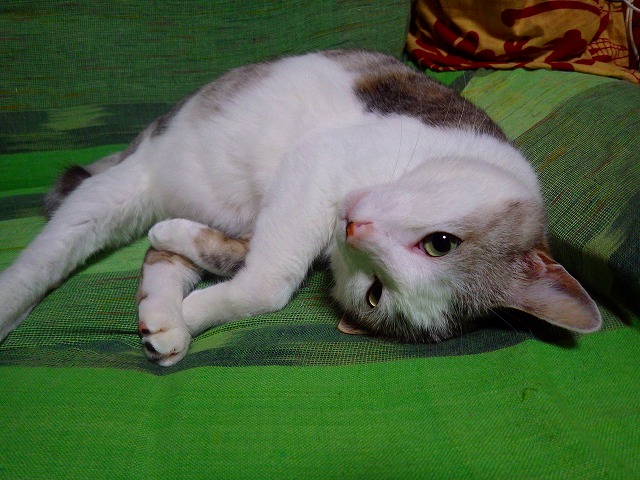 a0159490_1683723.jpg