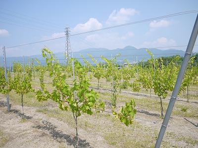 e0209900_0102592.jpg