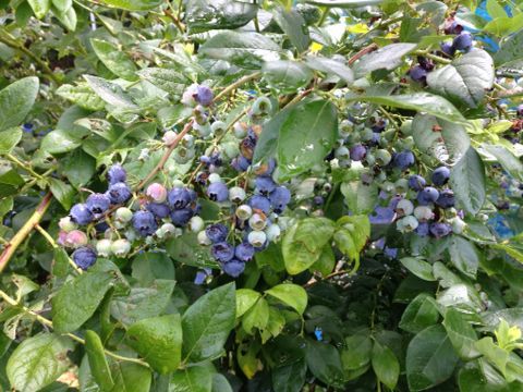 c0190424_11301272.jpg