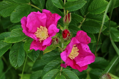 e0133025_21450124.jpg