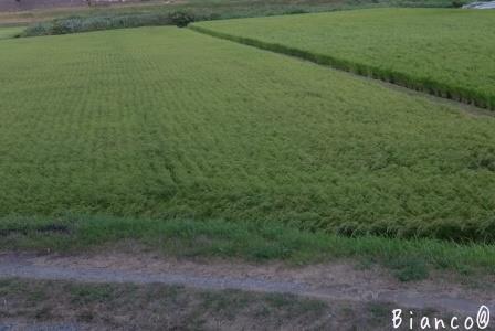 d0118050_12345192.jpg