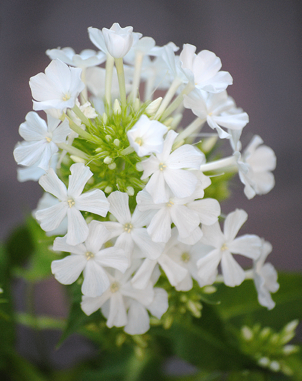 a0001354_23385075.gif