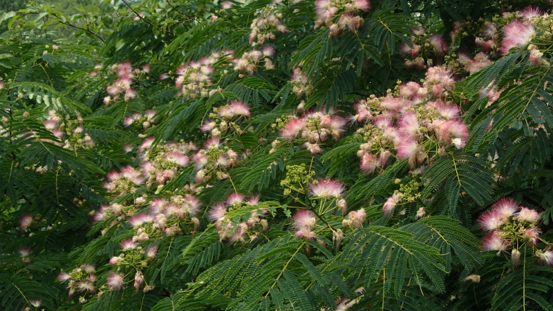e0024081_08191457.jpg