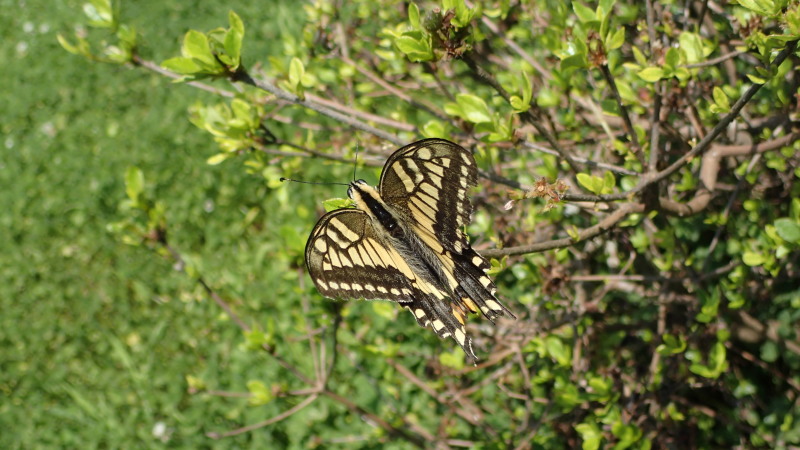 e0024081_08293914.jpg