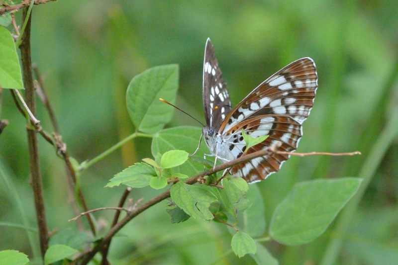f0031682_13441410.jpg