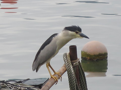 e0197884_11305430.jpg