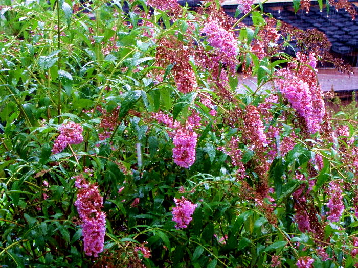 b0171185_17245812.jpg