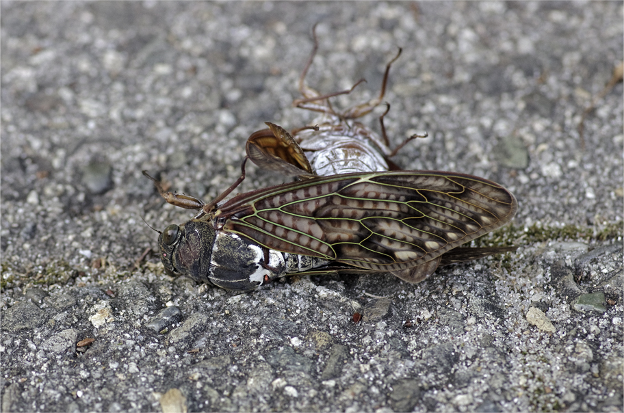 d0209988_21354974.jpg