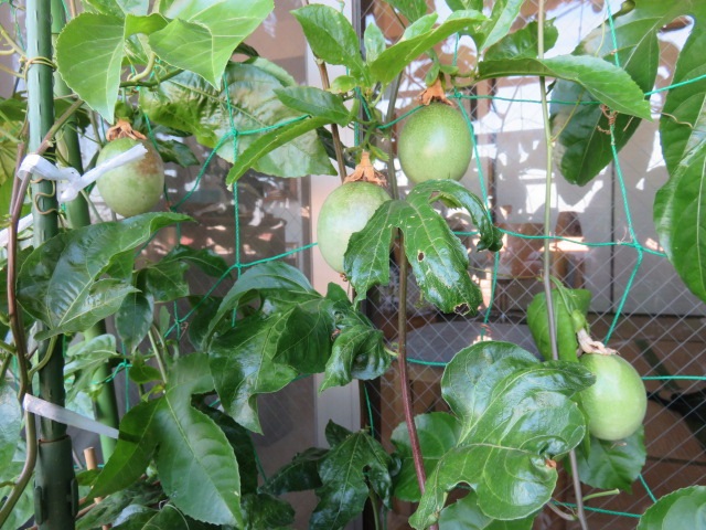 f0346196_06584228.jpg