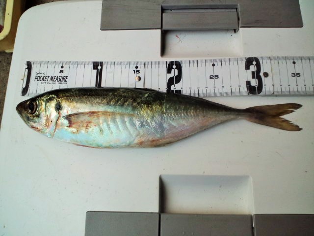 e0113508_10591793.jpg