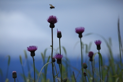 e0242721_1444203.jpg