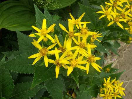 f0118332_10583227.jpg