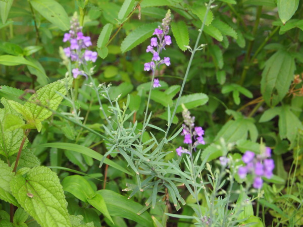 c0310543_08050261.jpg