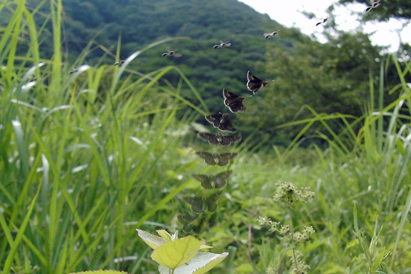 c0043361_20273453.jpg