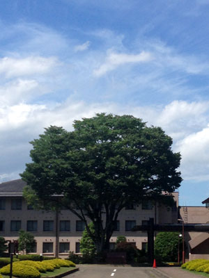 c0050264_117476.jpg