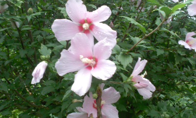 c0069380_1433540.jpg
