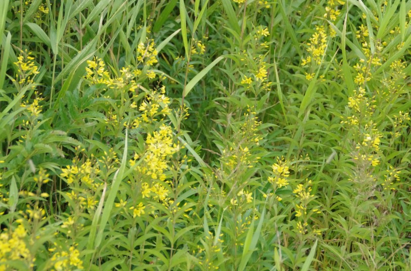 c0144185_18244447.jpg