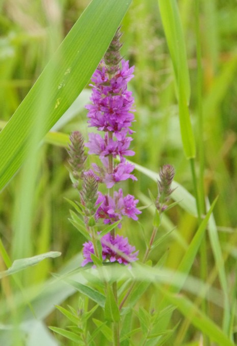 c0144185_2153510.jpg