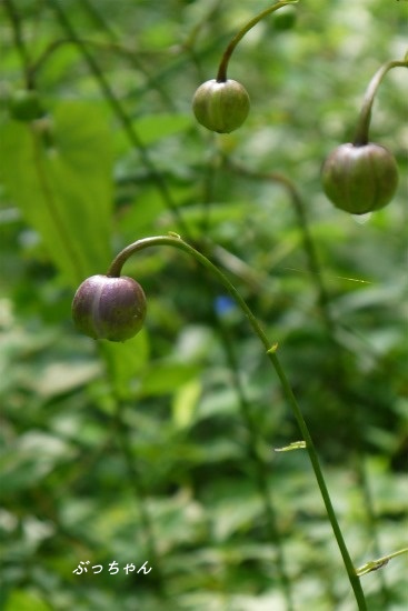 f0353990_16220971.jpg