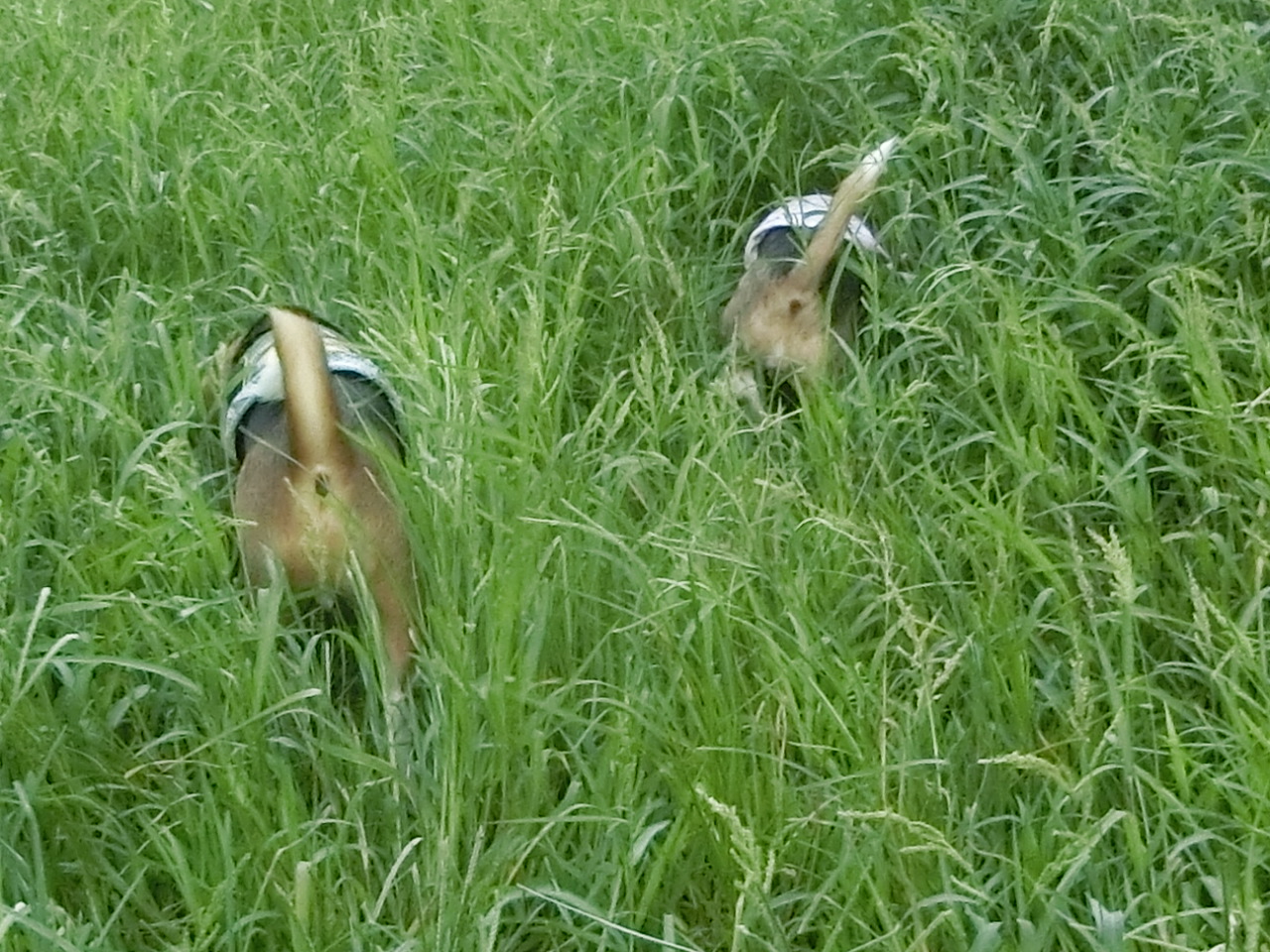 a0319693_8522587.jpg