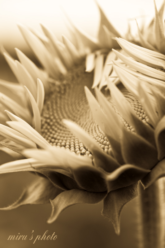c0037519_115971.jpg