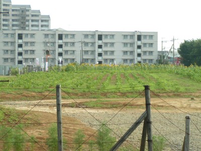 c0112172_1544578.jpg