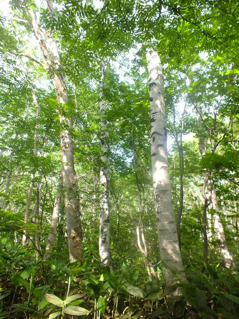 e0145782_18141434.jpg