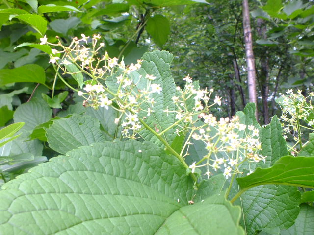 e0145782_18162355.jpg