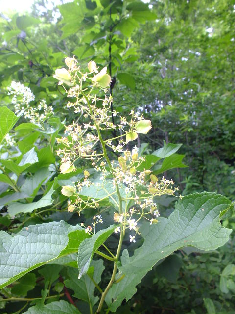 e0145782_18164994.jpg