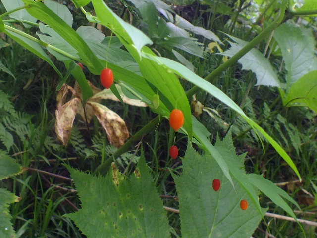 e0145782_18204419.jpg