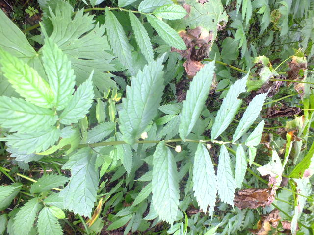 e0145782_1822178.jpg