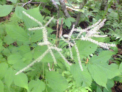 e0145782_18224926.jpg