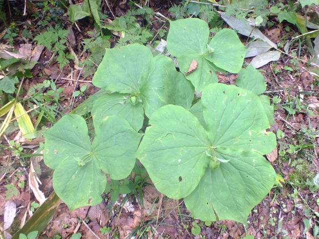 e0145782_18232333.jpg