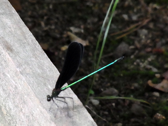 e0083517_00210658.jpg